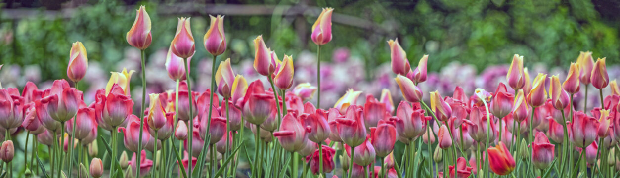 Tulip in bloom, early spring