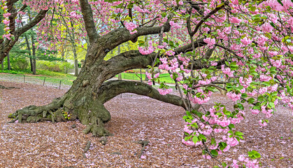 Japanese cherry tree in spring
