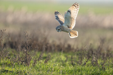 Short-eared flying in backlight