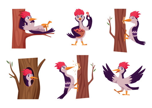 Woodpecker. Cartoon wild bird character in action pose standing eating flying exact vector funny forest mascot woodpecker
