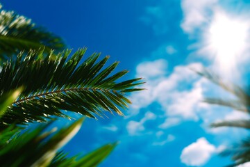 Fototapeta premium a bright green palm branch against a bright blue sky