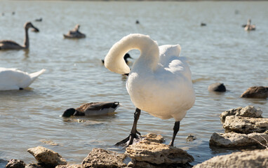 white beautiful mute swan posing in lake at sunny day. close up © anakondasp
