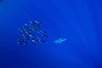 The Marlins are hunting a small school of sardines. The Kajikia audax, which is found near Baja California, feeds on small fish. The fastest fish in the ocean use their swords to hunt.