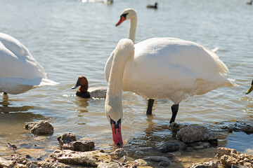 white beautiful mute swans swimming in lake at sunny day. close up © anakondasp