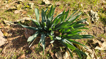 The winter-growing leaves of Drimia maritima (syn. Urginea maritima), a bulbous plant found on Mediterranean coasts, also known as sea onion, sea squill, or maritime squill