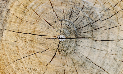 The stump texture of a Tree of Heaven (Ailanthus altissima) has light, loosely grained wood with a weak texture, making it less durable for construction but useful for light crafting