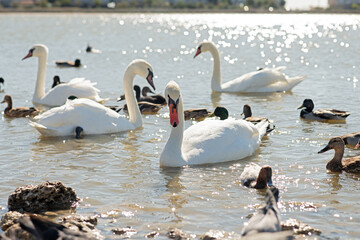 white beautiful mute swans swimming in lake at sunny day. close up © anakondasp