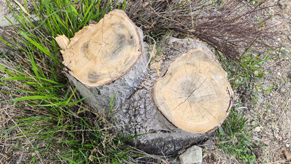 Stump of a tree of veaven (Ailanthus altissima) has a light, loosely grained wood with a weak texture, making it less durable for construction but useful for light crafting