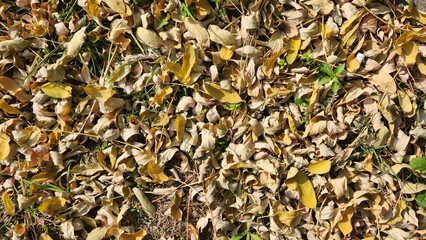 Golden and amber leaves of the Black Locust (Robinia pseudoacacia) carpet the ground in the crisp autumn air, creating a beautiful mosaic of color beneath the tree