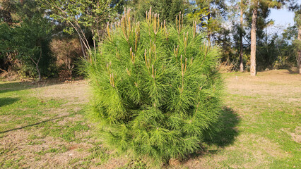 Growing stone pine (Pinus pinea) seedling in a park in Mediterranean region in December