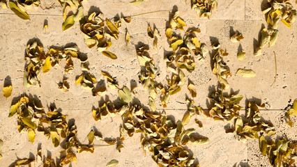 Golden and amber leaves of the Black Locust (Robinia pseudoacacia) carpet the ground in the crisp autumn air, creating a beautiful mosaic of color on a sidewalk in a city center