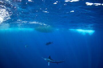 The Marlins are hunting a small school of sardines. The Kajikia audax, which is found near Baja California, feeds on small fish. The fastest fish in the ocean use their swords to hunt.