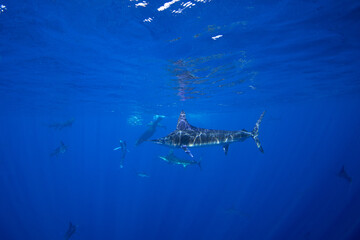 The Marlins are hunting a small school of sardines. The Kajikia audax, which is found near Baja California, feeds on small fish. The fastest fish in the ocean use their swords to hunt.