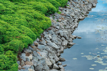 Using natural decorative stone in pond design. White water lilies or lotus flowers surrounded by stones and bushes. Pond landscaping. Idea of artificial decorative pond in landscape design.