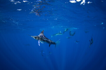 The Marlins are hunting a small school of sardines. The Kajikia audax, which is found near Baja California, feeds on small fish. The fastest fish in the ocean use their swords to hunt.