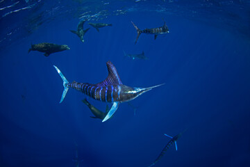 The Marlins are hunting a small school of sardines. The Kajikia audax, which is found near Baja California, feeds on small fish. The fastest fish in the ocean use their swords to hunt.