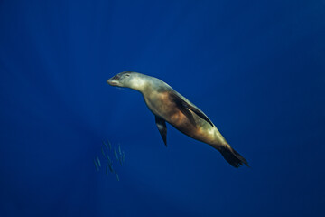 A group of sea lions is hunting a school of sardines. California sea lions near the coast of Baja California feed on sardines during the run.