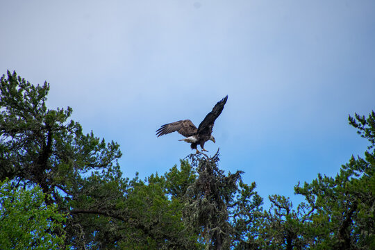Eagle landing atop a tree