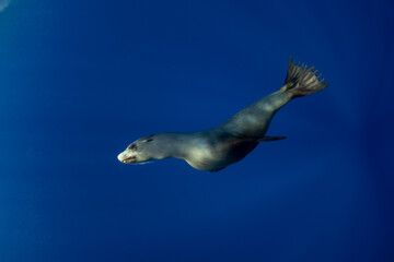 A group of sea lions is hunting a school of sardines. California sea lions near the coast of Baja California feed on sardines during the run.
