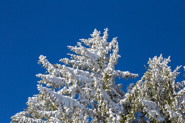 Wei&szlig;e Baumspitze im Winter