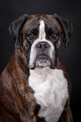 The portrait of boxer dog
