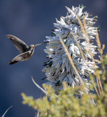 Ein Kolibri im Colca Canyon in Peru