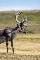 Woodland Caribou