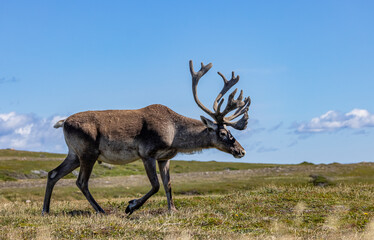 Woodland Caribou