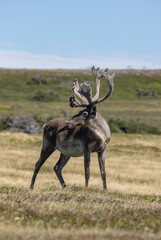 Woodland Caribou