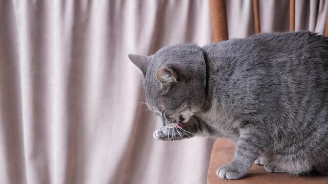 Curious European Gray cat with stares into the camera blinking slowly, slow motion