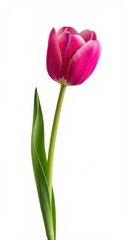 Naklejka premium A single vibrant pink tulip blossom stands tall against a pure white background, symbolizing springtime, beauty, and new beginnings ,single ,empty ,soft