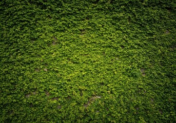 Fototapeta premium Rustic, rugged stone wall completely covered with dense, vibrant green ivy, providing a rich, ancient architectural background texture ,green, vine, vegetation