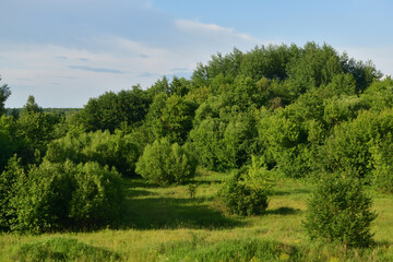 Obraz premium Typical vegetation of central Russia, including a variety of grasses, shrubs and trees.