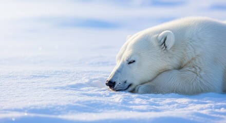 A charming close-up portrait of a fluffy white polar bear cub resting peacefully in a pristine field of deep snow on a frigid winter afternoon, snow, peaceful, environment