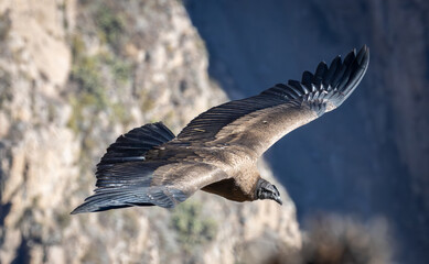 Ein Condor im Colca Canyon in Peru