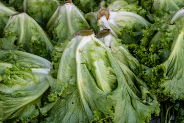Lettuce for sale at a street market in Sao Paulo, Brazil.