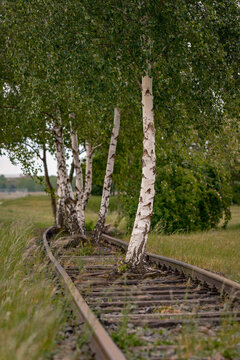 Zwischen alten Eisenbahnschienen wachsen Birken auf dem sommerlichen "Tempelhofer Feld" in Berlin