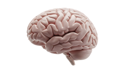 Realistic detailed 3D render of human brain isolated on pure white background