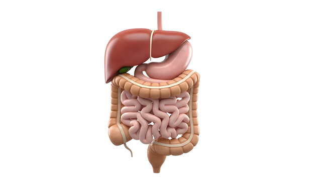 Human Digestive System Anatomy 3D Render Isolated on White Background