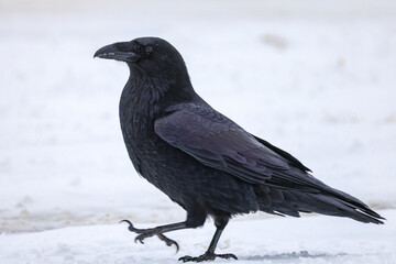 A Common Raven on snow