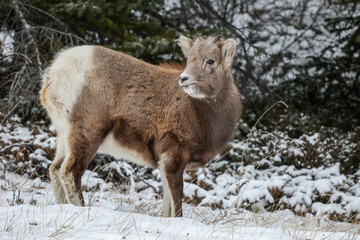 Fototapeta premium Bighorn sheep in snow