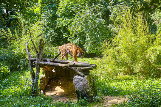 Beautiful Siberian tiger while dozing