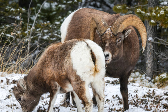 Bighorn sheep in snowy landscape