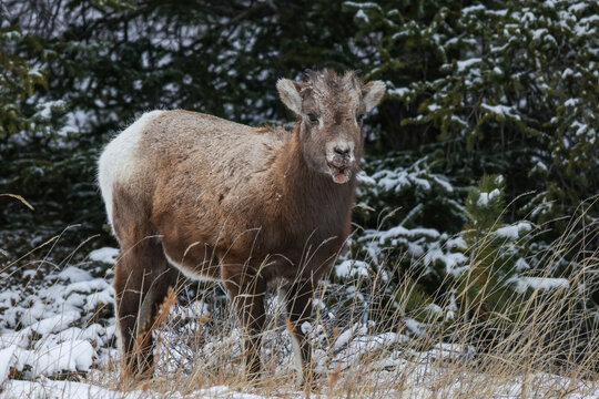 Young Bighorn sheep with swollen lips, known as soremouth or orf, eating dry grass in winter