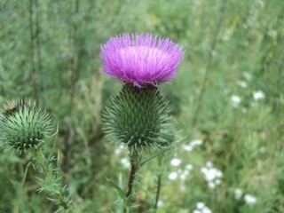 Purple flower of thistle in the grass
