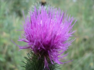  Flower of thistle
