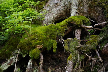 Fototapeta premium Vibrant Green Moss growing in a Forest Environment