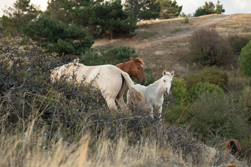 Obraz premium beautiful landscape with wild horses at mountain top1200m on Black sea. cloudy evening. Crimea, Russia