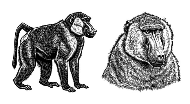 baboon black and white woodcut engraving