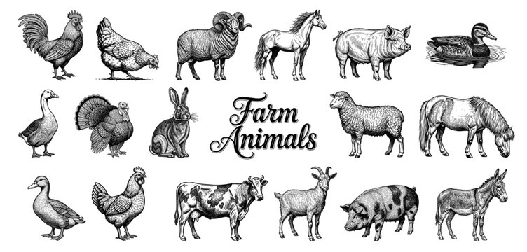 Farm animals collection in vintage line art